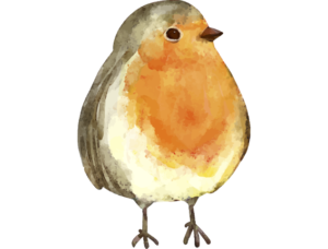 Rotkehlchen-02